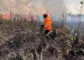 Área queimada no Brasil cresce 116% em 2024, atingindo 11,4 milhões de hectares.