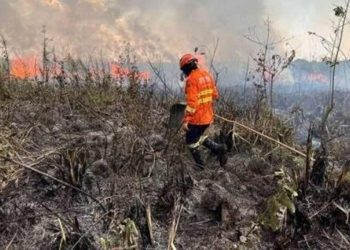 Área queimada no Brasil cresce 116% em 2024, atingindo 11,4 milhões de hectares.