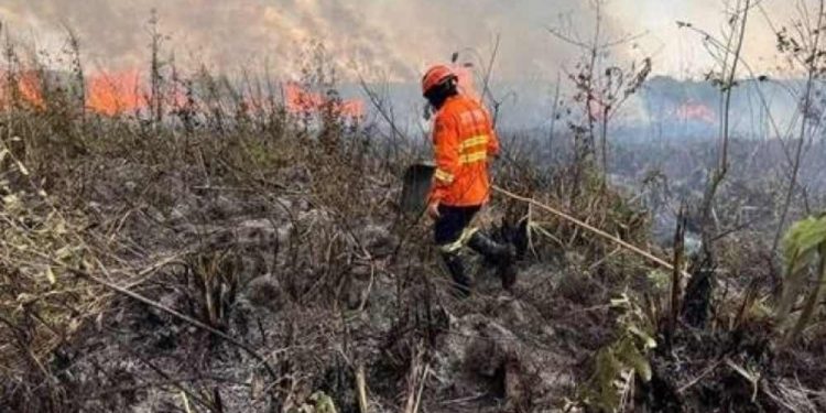 Área queimada no Brasil cresce 116% em 2024, atingindo 11,4 milhões de hectares.