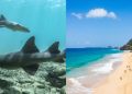 Tubarões-lixa vivem na costa de Fernando de Noronha