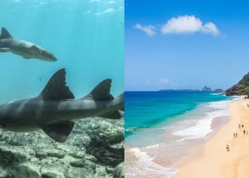 Tubarões-lixa vivem na costa de Fernando de Noronha