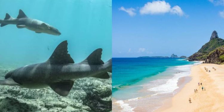 Tubarões-lixa vivem na costa de Fernando de Noronha