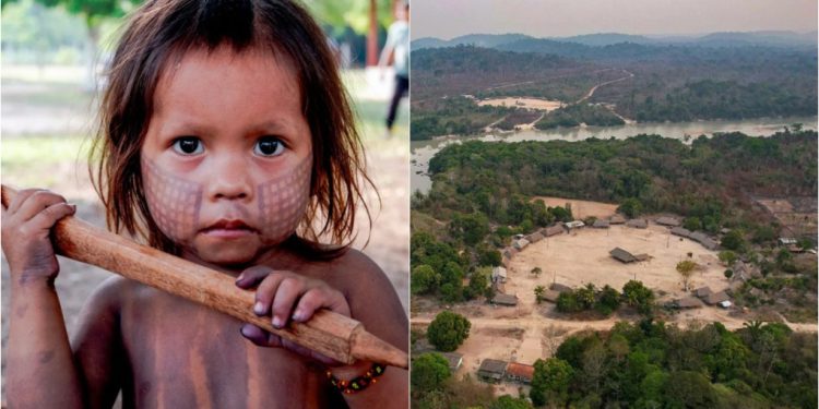 Trinta e cinco anos depois do gesto de Tuire que parou Kararaô, a meprintire Rikaro Kayapó acompanha a luta sem fim de seu povo diante de Belo Monte
