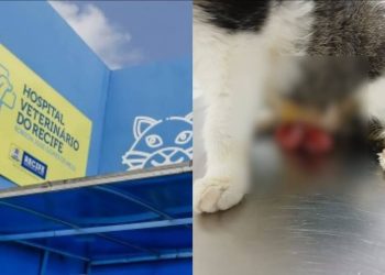 Falta de atendimento no Hospital Veterinário do Recife resulta na morte de dois animais
