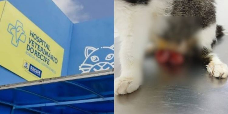 Falta de atendimento no Hospital Veterinário do Recife resulta na morte de dois animais