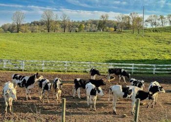 Homem foi encontrado já sem batimentos cardíacos, ao lado do animal