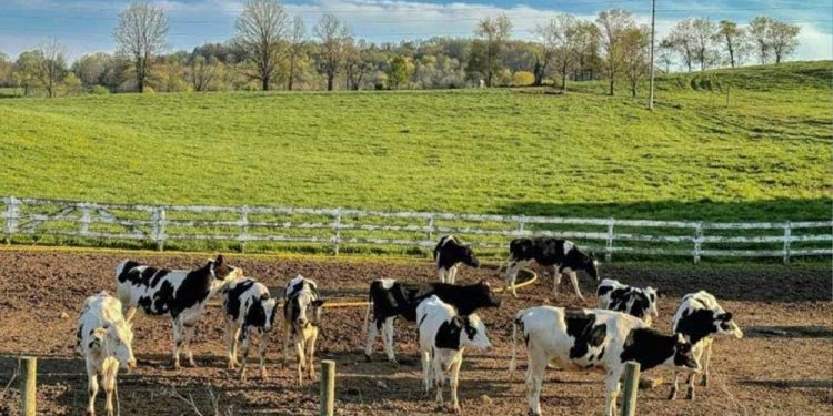 Homem foi encontrado já sem batimentos cardíacos, ao lado do animal