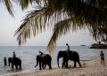Jovem espanhola morre em incidente com elefante durante atividade turística