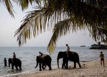 Jovem espanhola morre em incidente com elefante durante atividade turística