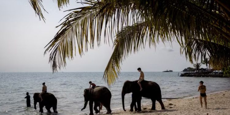 Jovem espanhola morre em incidente com elefante durante atividade turística