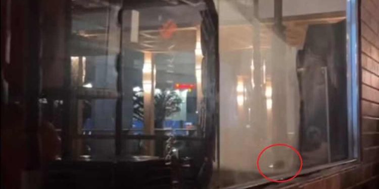 Cliente flagra rato no Dom Ferreira, em Olinda, e relata naturalidade de funcionários