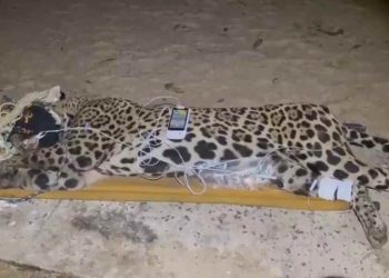 Onça macho capturada após suspeita de ataque fatal a caseiro em MS