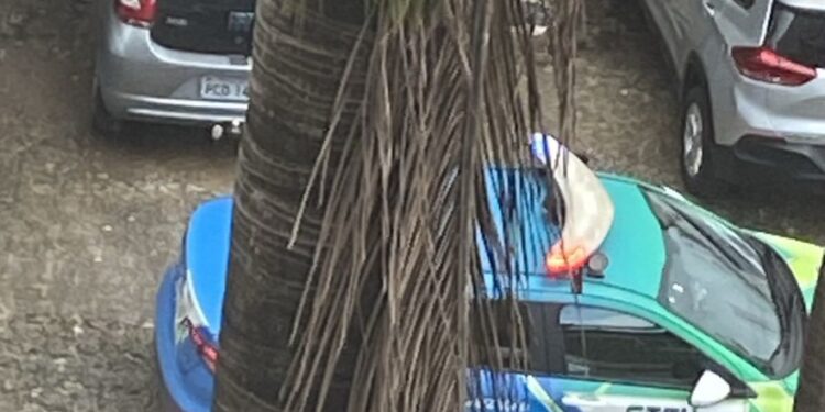 CTTU reboca diariamente veículos sem o tíquete da Zona Azul.