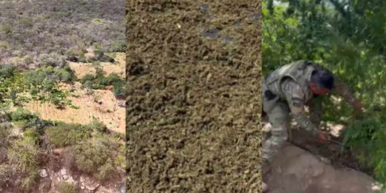 Operação conjunta das forças de segurança de Pernambuco e Piauí