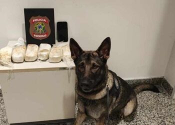Cadela farejadora encontrou drogas em bagagem de passageiro no Aeroporto do Recife