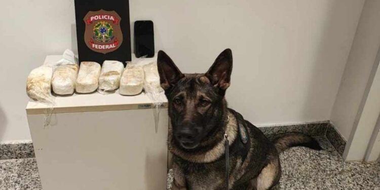 Cadela farejadora encontrou drogas em bagagem de passageiro no Aeroporto do Recife