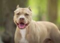 Santa Catarina regulamenta restrições para Pitbulls