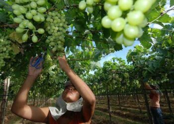 Produção de uvas no Vale do São Francisco