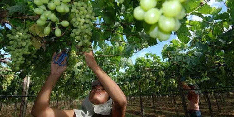 Produção de uvas no Vale do São Francisco