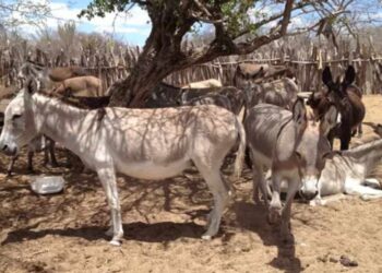 Leite de jumenta pode ser alternativa para suprir demanda