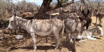 Leite de jumenta pode ser alternativa para suprir demanda