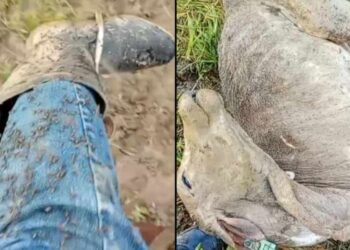 Infestação de mosca do estábulo Causa calamidade na Zona da Mata Sul de Pernambuco