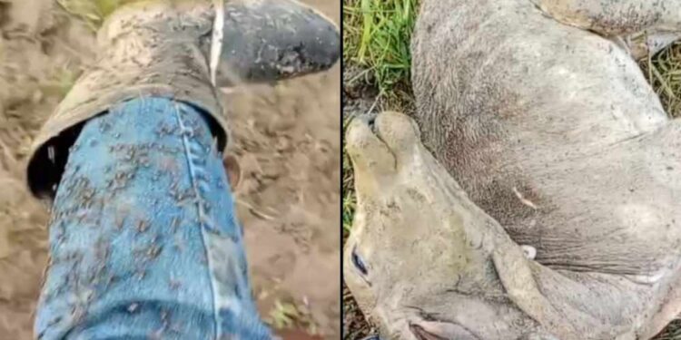 Infestação de mosca do estábulo Causa calamidade na Zona da Mata Sul de Pernambuco