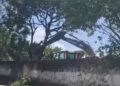 Derrubada de árvores deixa moradores revoltados em Setúbal, zona sul do Recife