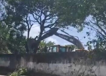 Derrubada de árvores deixa moradores revoltados em Setúbal, zona sul do Recife
