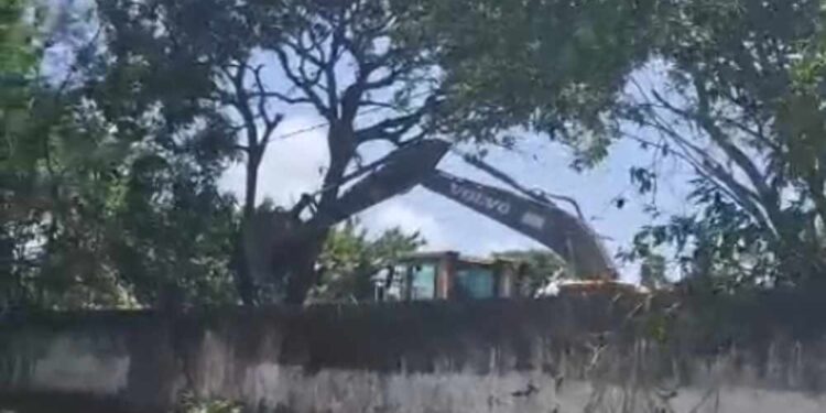 Derrubada de árvores deixa moradores revoltados em Setúbal, zona sul do Recife