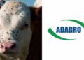 Adagro promete reforçar combate à infestação da mosca-do-estábulo