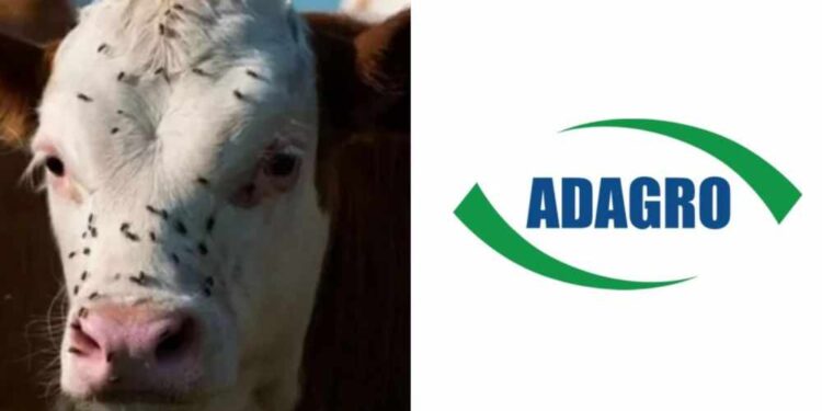 Adagro promete reforçar combate à infestação da mosca-do-estábulo