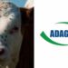 Adagro promete reforçar combate à infestação da mosca-do-estábulo