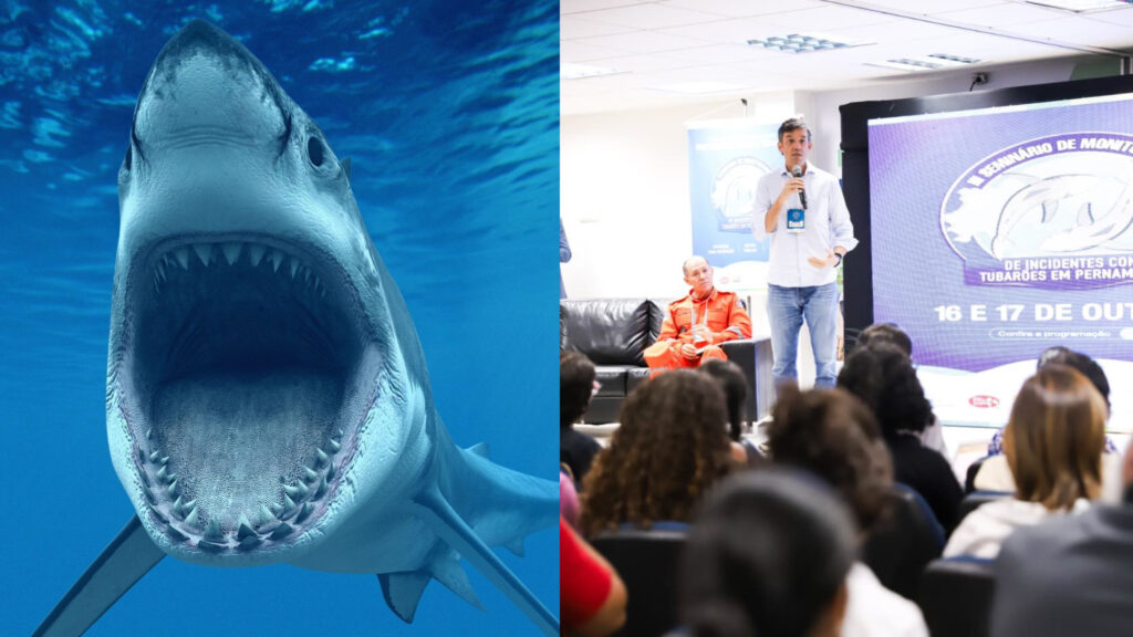 Secretário reforça prevenção contra incidentes com tubarões em Pernambuco