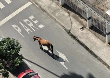 Morador denuncia cavalo abandonado em Boa Viagem