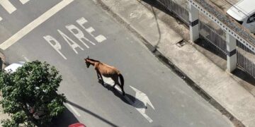 Morador denuncia cavalo abandonado em Boa Viagem