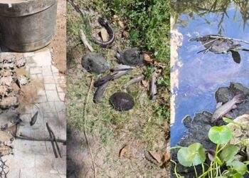 Moradores denunciam morte de animais e mau cheiro após vazamento de combustível de aviões