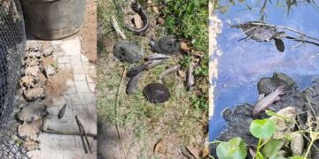 Moradores denunciam morte de animais e mau cheiro após vazamento de combustível de aviões