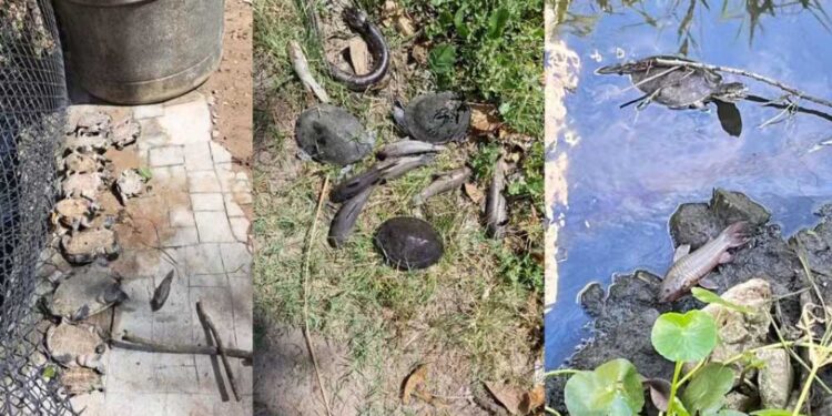 Moradores denunciam morte de animais e mau cheiro após vazamento de combustível de aviões