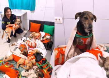 O projeto reforça a importância do acesso à castração