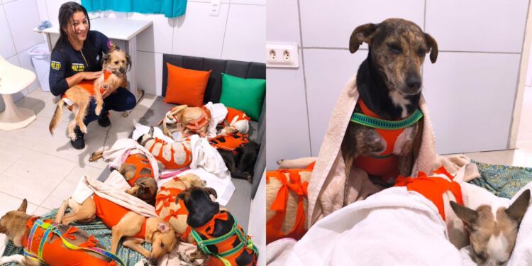 O projeto reforça a importância do acesso à castração