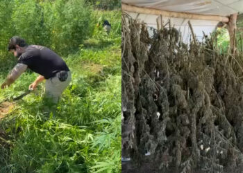 Mais de uma tonelada de maconha foi apreendida, não há informação sobre prisões
