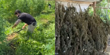 Mais de uma tonelada de maconha foi apreendida, não há informação sobre prisões