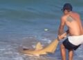 Tubarão-lixa é encontrado em praia na Barra de Sirinhaém, em Pernambuco