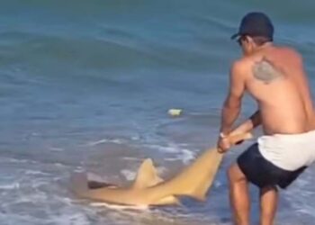 Tubarão-lixa é encontrado em praia na Barra de Sirinhaém, em Pernambuco