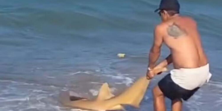 Tubarão-lixa é encontrado em praia na Barra de Sirinhaém, em Pernambuco