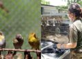 246 pássaros que estavam em cativeiro ilegal foram resgatados