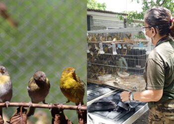246 pássaros que estavam em cativeiro ilegal foram resgatados