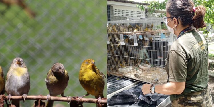 246 pássaros que estavam em cativeiro ilegal foram resgatados