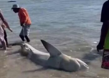 Pescadores retiram tubarão-cabeça-chata do mar e cortam barbatanas